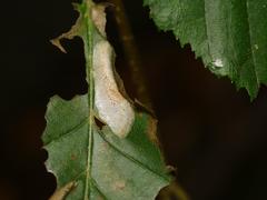 Phyllonorycter esperella