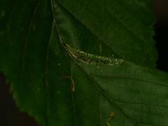 Phyllonorycter tenerella