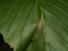Phyllonorycter tenerella