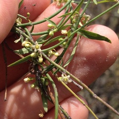 Metastelma angustifolium