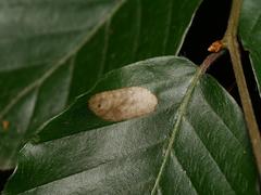 Parornix fagivora