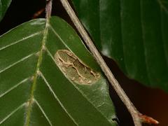 Parornix fagivora