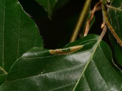 Phyllonorycter maestingella