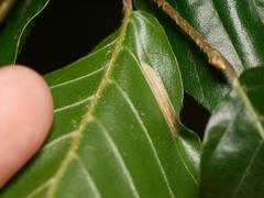 Phyllonorycter maestingella
