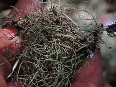 Usnea ceratina