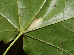 Phyllonorycter joannisi