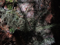 Usnea ceratina