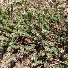 Euphorbia pueblensis