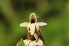 Habenaria heyneana