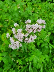 Valeriana officinalis