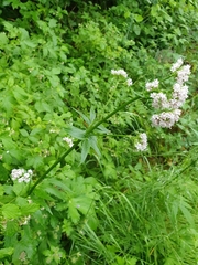 Valeriana officinalis