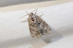 Acronicta retardata