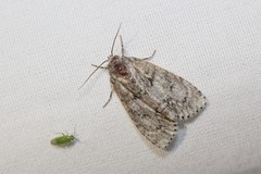 Acronicta retardata
