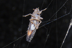 Stenocranus lautus