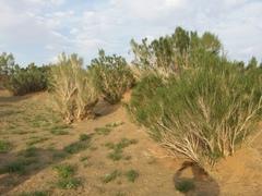 Haloxylon ammodendron