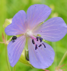 Zacladus geranii