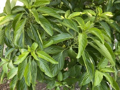 Claoxylon brachyandrum