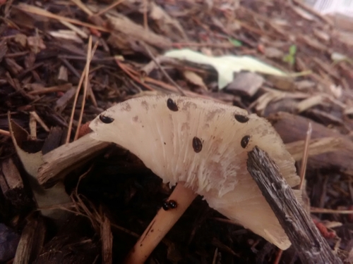 Erotylidae