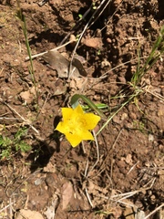 Calochortus monophyllus