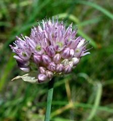Allium angulosum