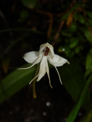 Habenaria rariflora