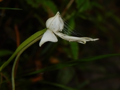Habenaria rariflora