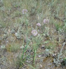 Allium angulosum