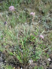Allium angulosum
