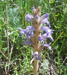 Phelipanche caesia