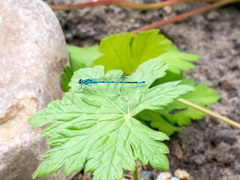 Coenagrion puella