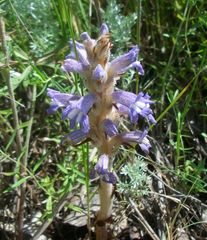 Phelipanche caesia