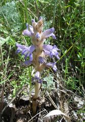 Phelipanche caesia