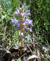 Phelipanche caesia