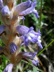 Phelipanche caesia