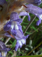 Phelipanche caesia