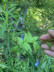 Mertensia paniculata borealis