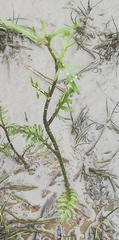 Rorippa amphibia