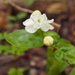 Arabian Jasmine - Photo (c) sunnetchan, some rights reserved (CC BY-NC-SA)