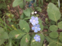 Omphalodes nitida