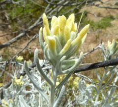 Castilleja hololeuca