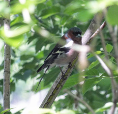 Fringilla coelebs