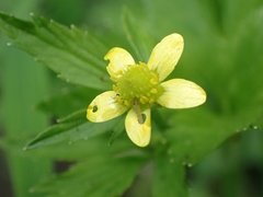 Ranunculus cantoniensis