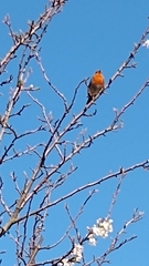 Erithacus rubecula