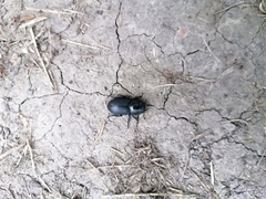 Dorcus parallelipipedus