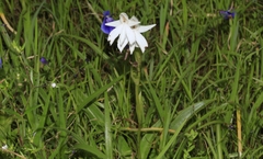 Habenaria suaveolens
