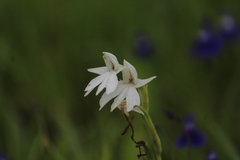 Habenaria suaveolens