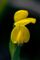 Liparia angustifolia