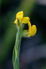 Liparia angustifolia