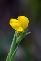 Liparia angustifolia