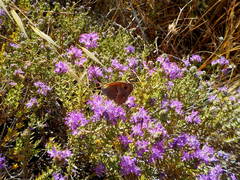 Coenonympha thyrsis
